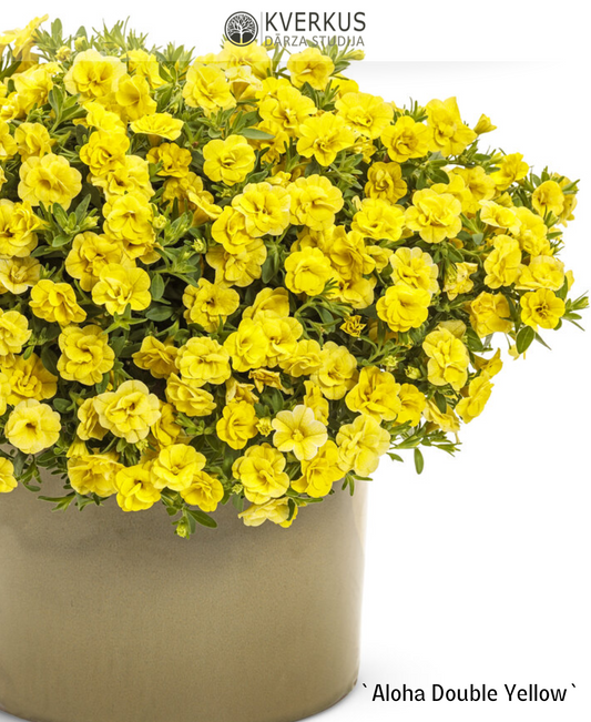 Kalibrahoja - sīkziedu petūnija `Aloha Double Yellow` (10 cm podiņā)
