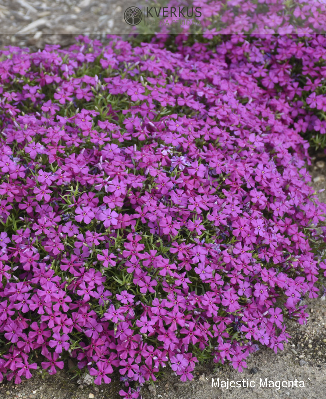 Floksis aslapu "Majestic Magenta"