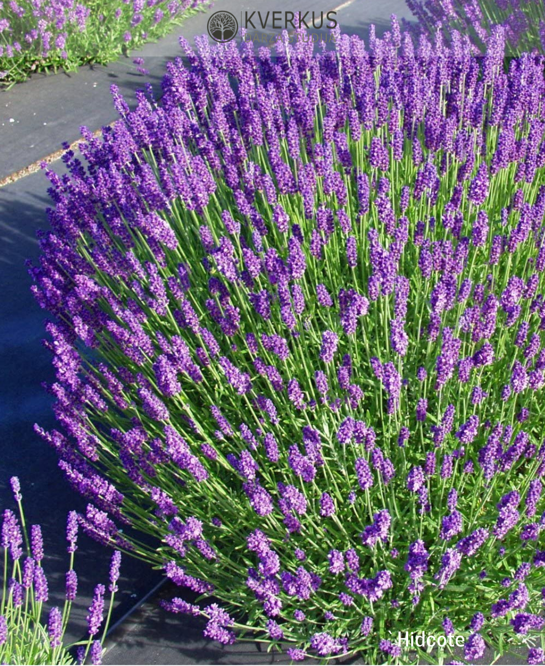 Lavanda "Hidcote Blue"