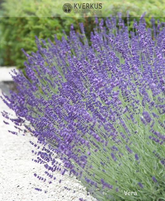 Lavanda "Vera"