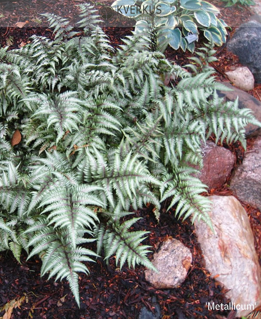 Japānas sievpaparde `Metallicum`