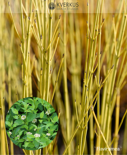 Grimonis Atvasainais "Flaviramea"