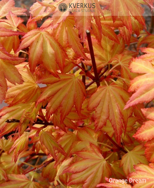 Japānas kļava "Orange Dream"