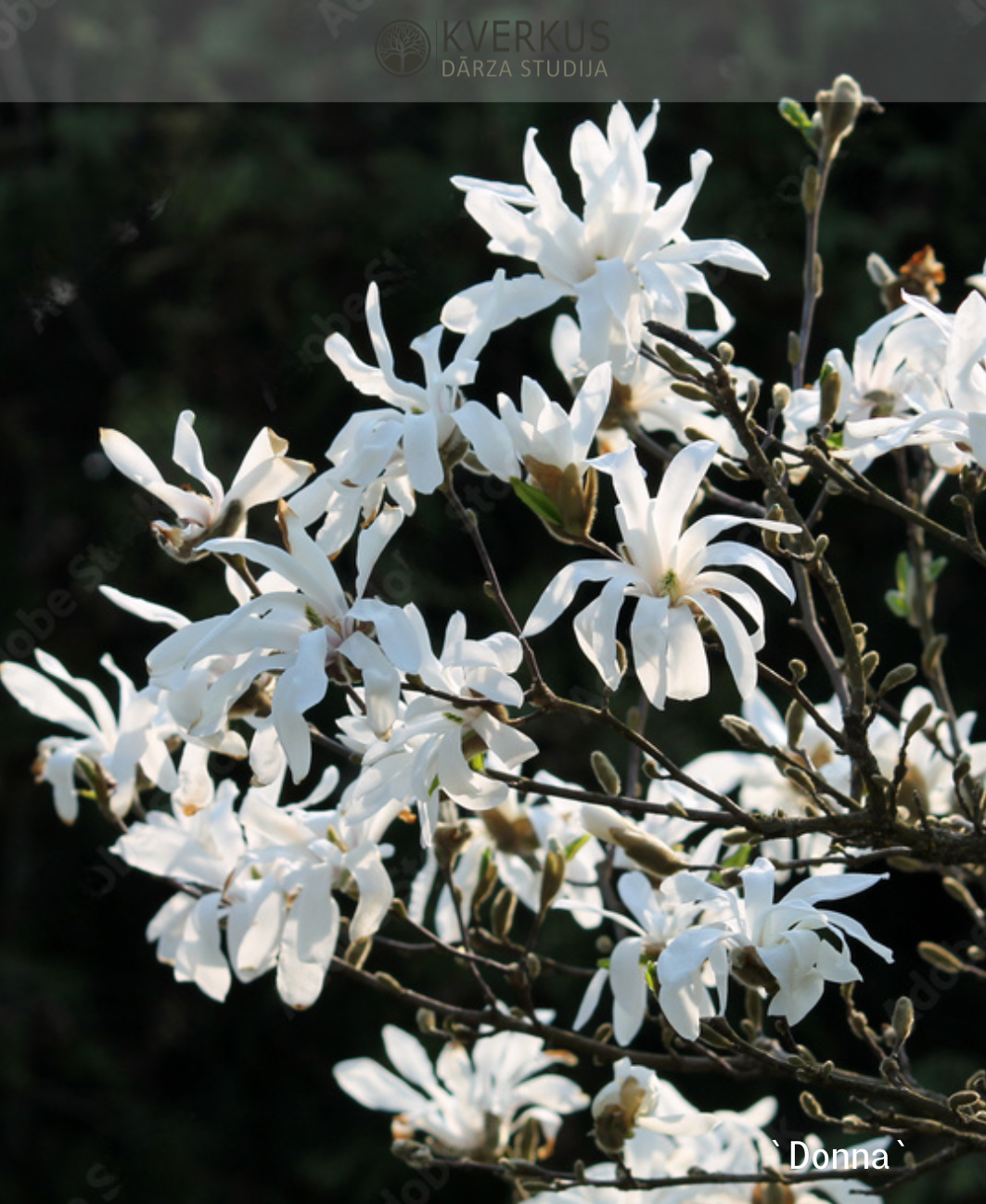 Magnolija Lēbnera "Donna"