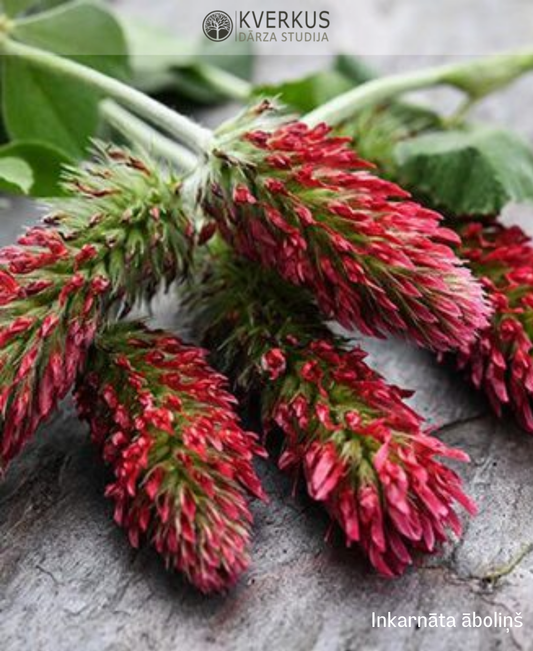 Inkarnāta āboliņš