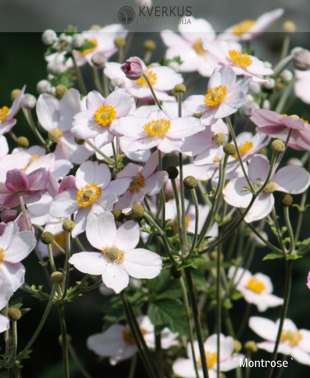 Anemone Hibrīdā "Mont-Rose"