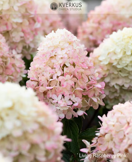 Hortenzija Skarainā "Living Raspberry Pink"