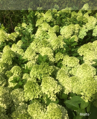 Hortenzija Skarainā "Mojito"