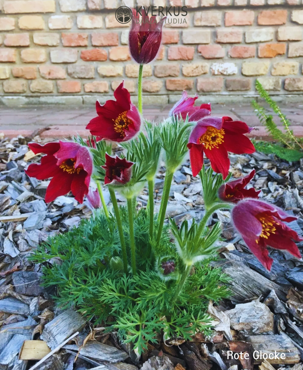 Silpurene parastā "Rote Glocke"