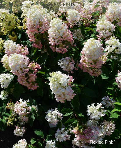 Hortenzija Skarainā "Tickled Pink"