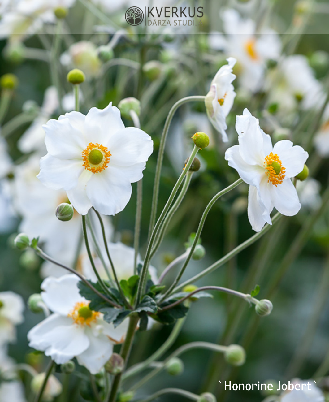 Anemone Hibrīdā "Honorine Jobert"