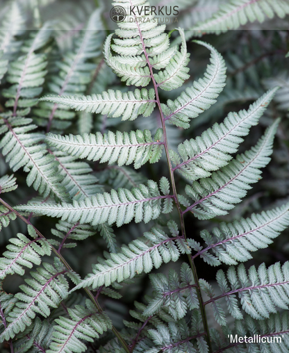 Japānas sievpaparde `Metallicum`