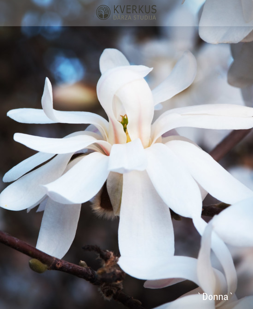 Magnolija Lēbnera "Donna"