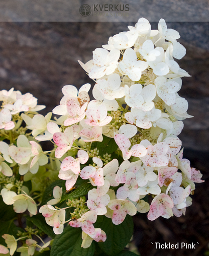 Hortenzija Skarainā "Tickled Pink"