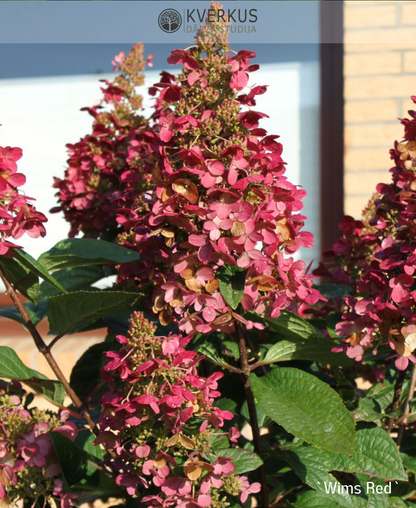 Hortenzija Skarainā "Wims Red"