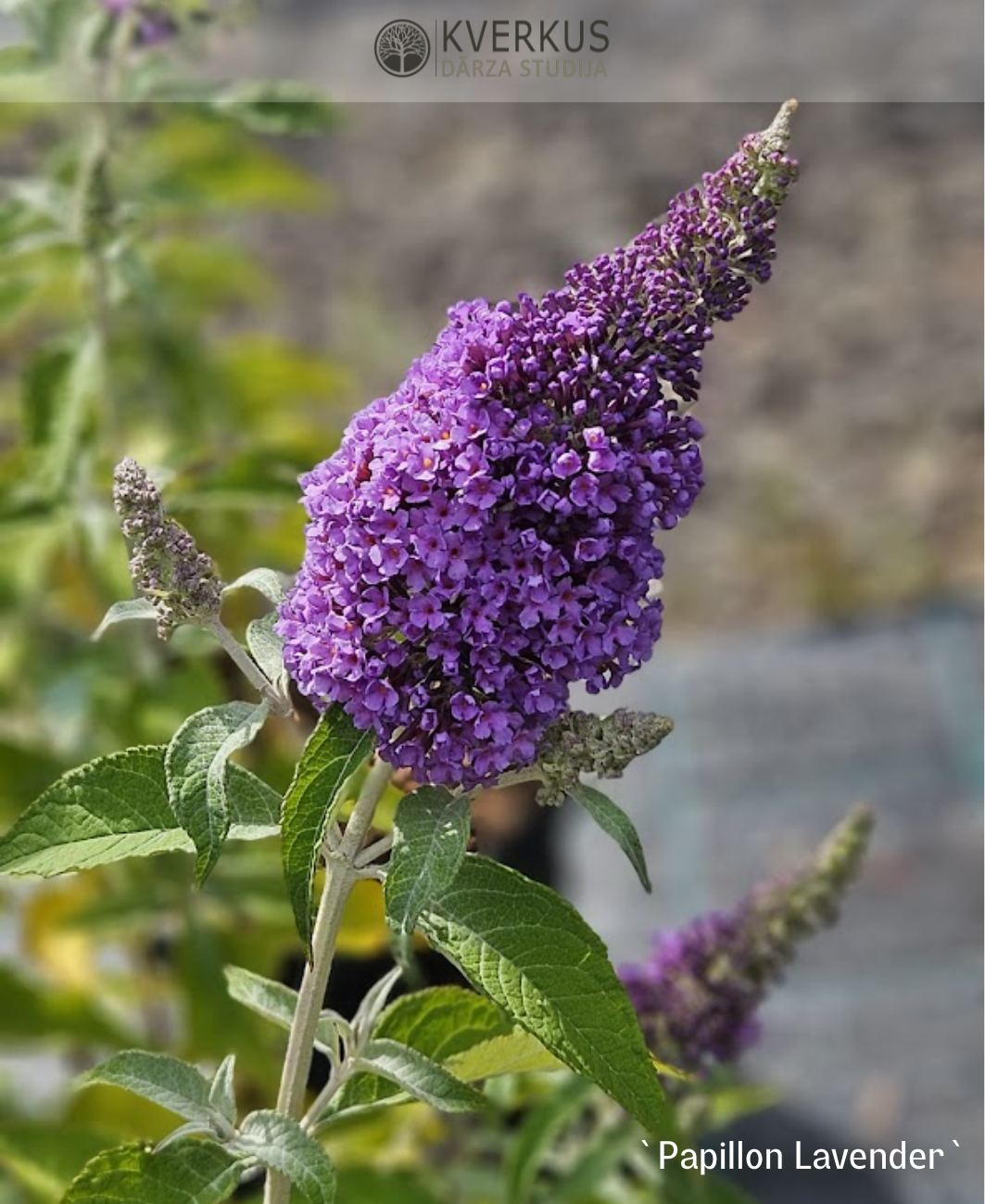 Budleja Dāvida "Reve de Papillon Lavender"