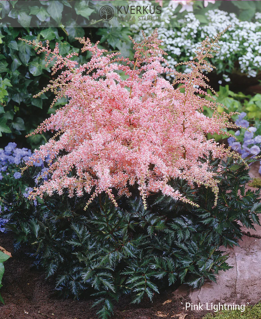 Astilbe vienkāršlapu "Pink Lightning"