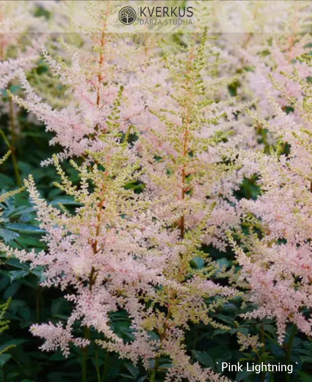 Astilbe vienkāršlapu "Pink Lightning"