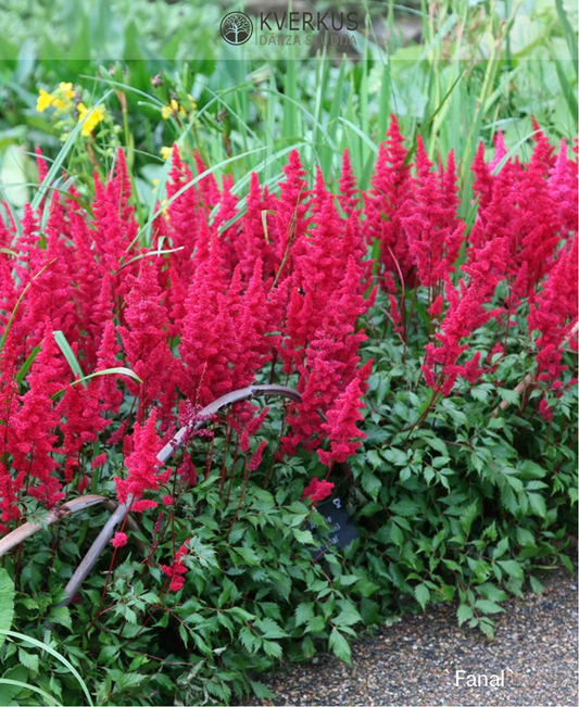 Astilbe Ārendsa "Fanal"