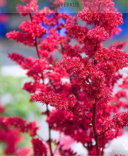 Astilbe Ārendsa "Fanal"