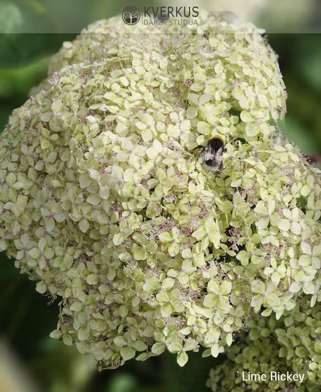 Hortenzija Kokveida "Lime Rickey"