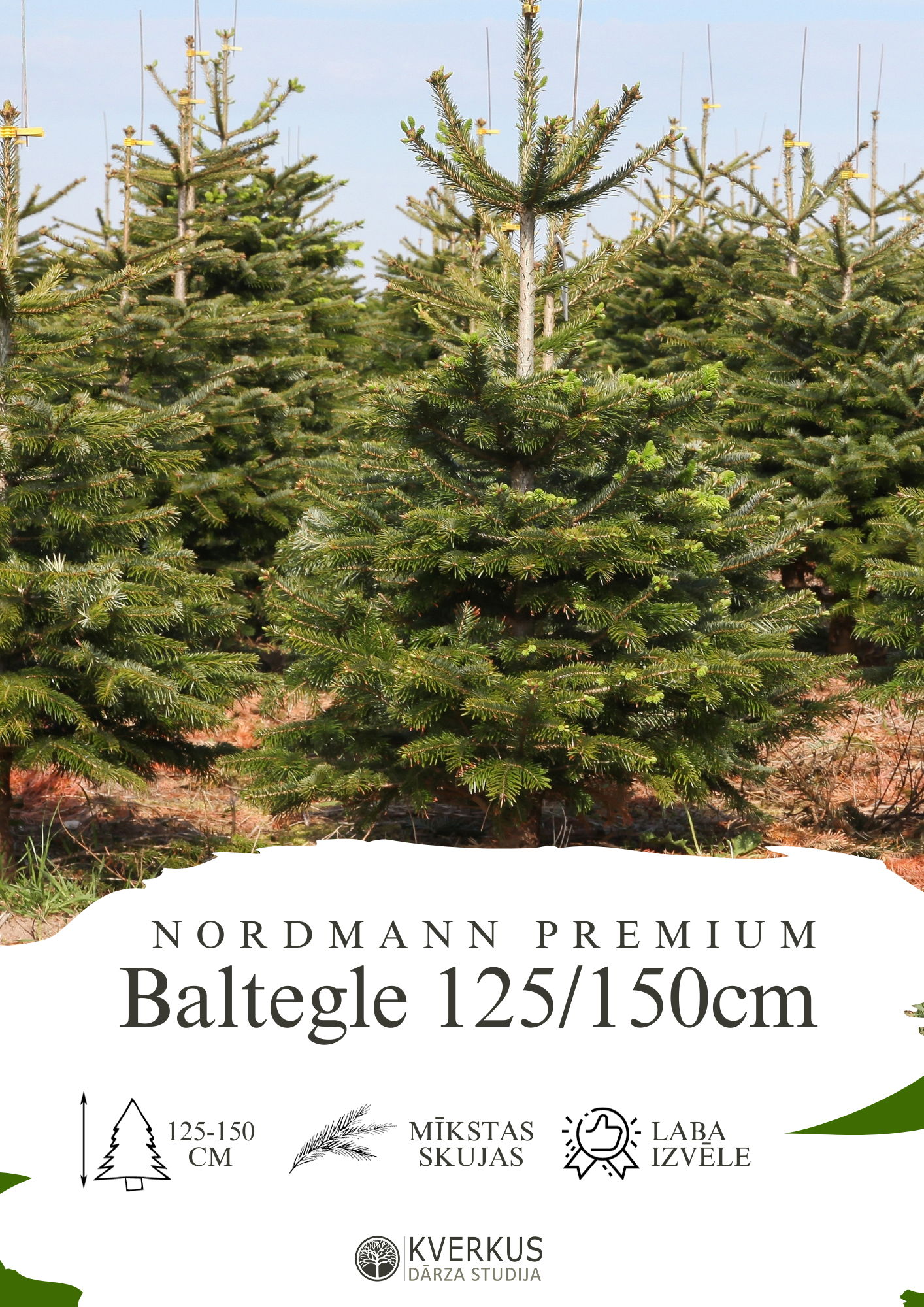 Baltegle PREMIUM 125 - 150 CM