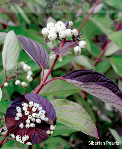 Grimonis Baltais "Siberian Pearls"