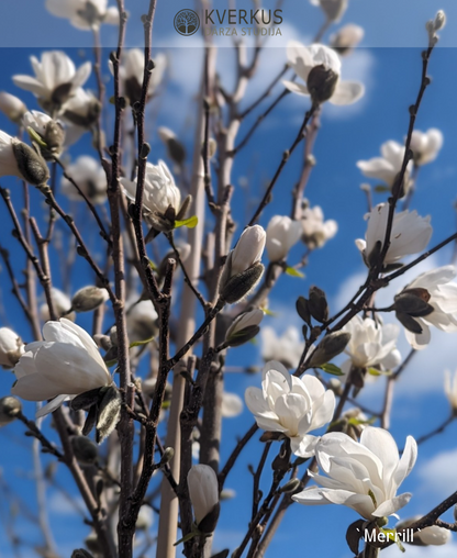 Magnolija Lēbnera "Merrill"