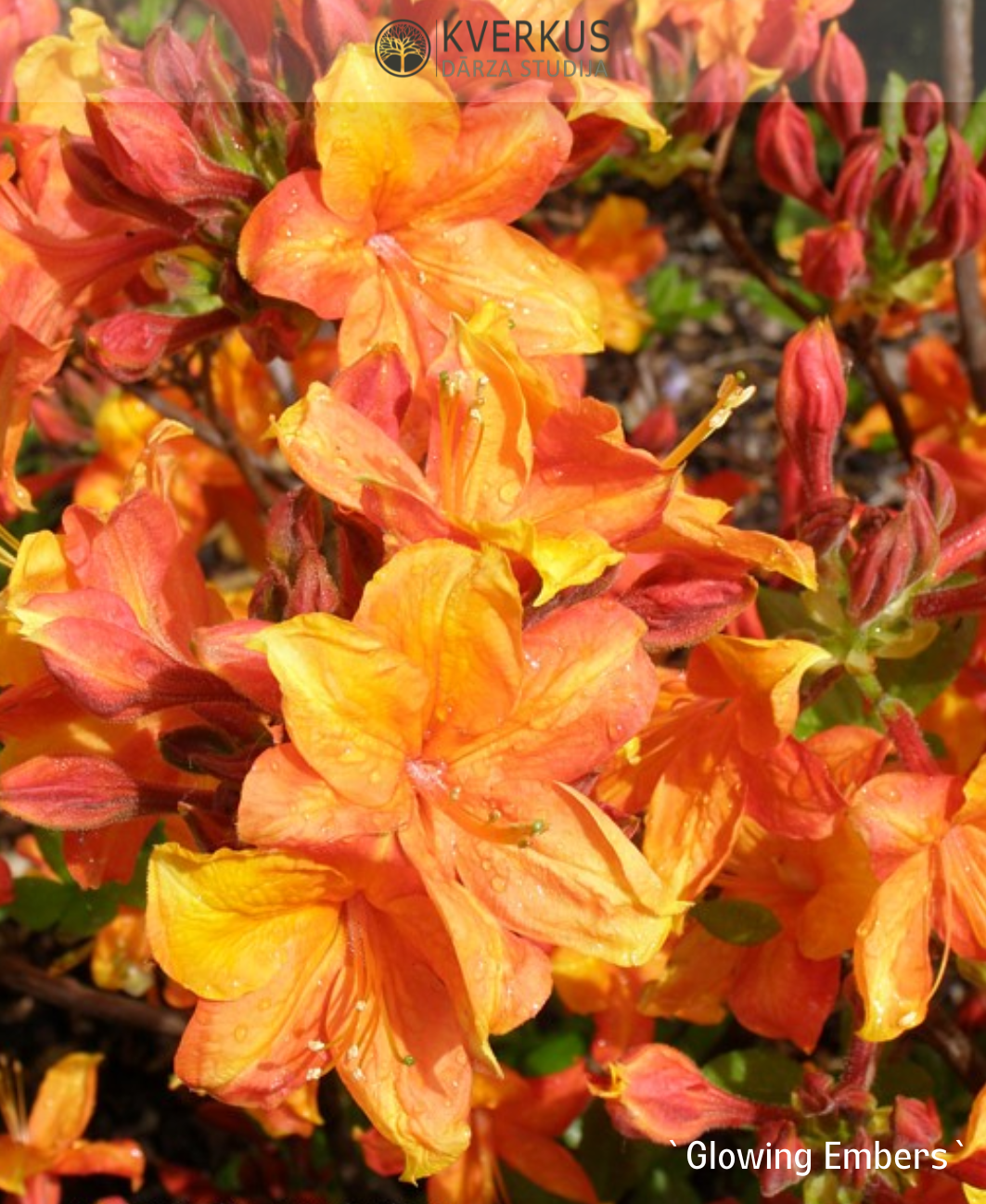 Rododendrs Vasarzaļais "Glowing Embers"