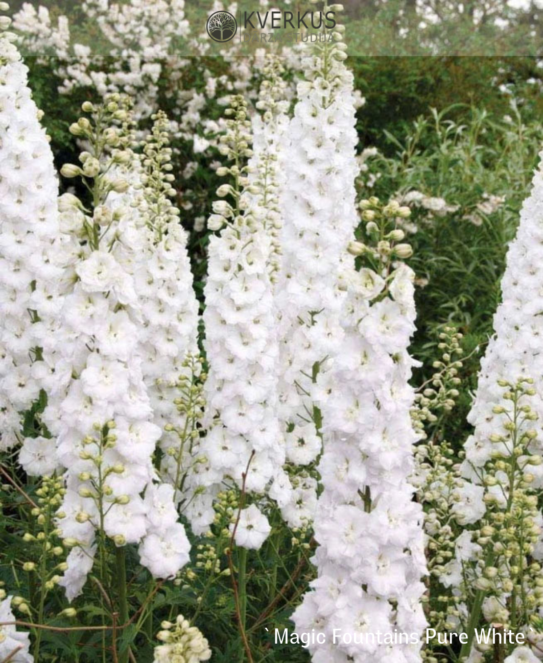 Delfīnija dārza "Magic Fountains Pure White"