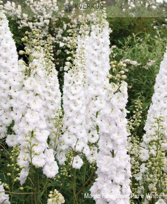 Delfīnija dārza "Magic Fountains Pure White"