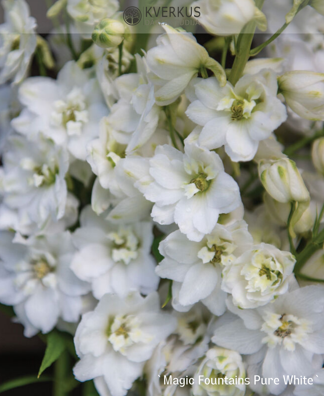 Delfīnija dārza "Magic Fountains Pure White"