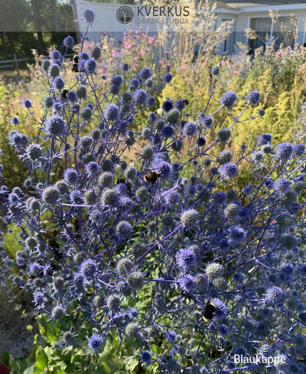 Zilpodze plakanā "Blaukappe"