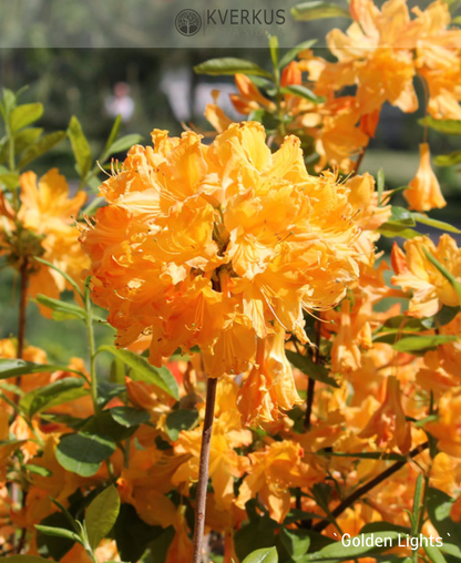 Rododendrs Vasarzaļais "Golden Lights"