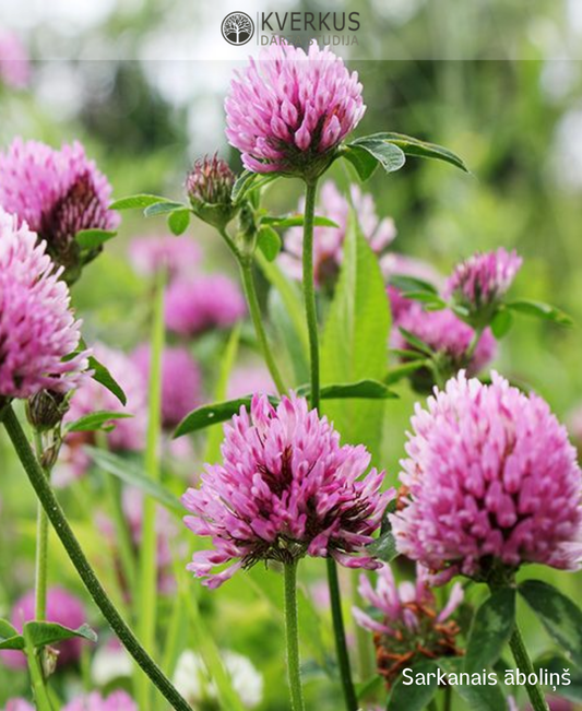 Sarkanais āboliņš