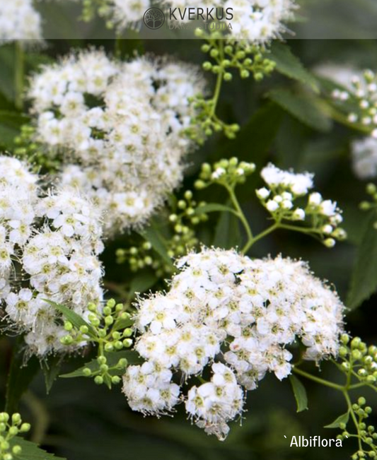 Spireja Japānas "Albiflora"