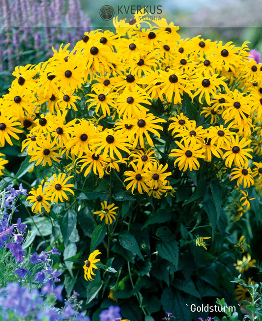 Rudbekija krāšņā "Goldsturm"