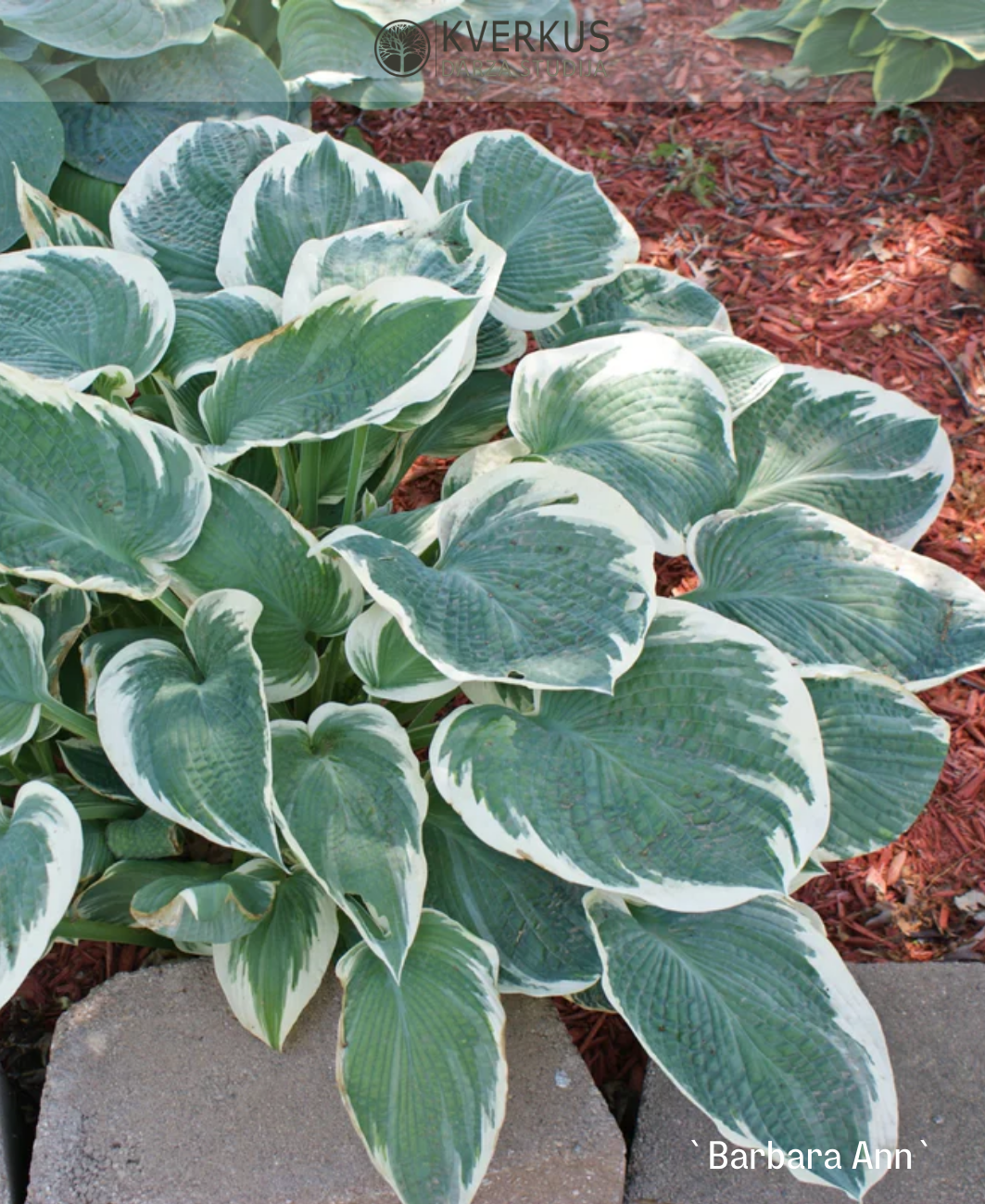 Hosta "Barbara Ann"