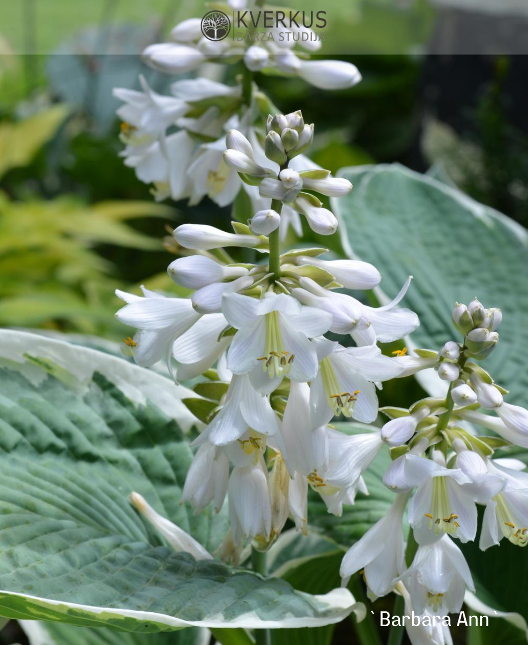 Hosta "Barbara Ann"