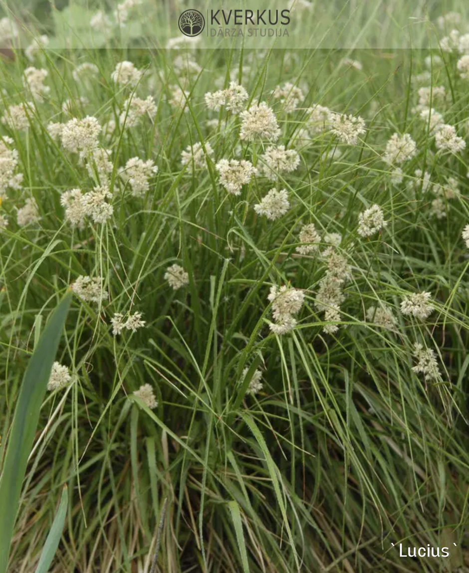 Graudz les Kverkus graudz-les-kverkus