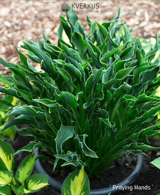 Hosta "Praying Hands"