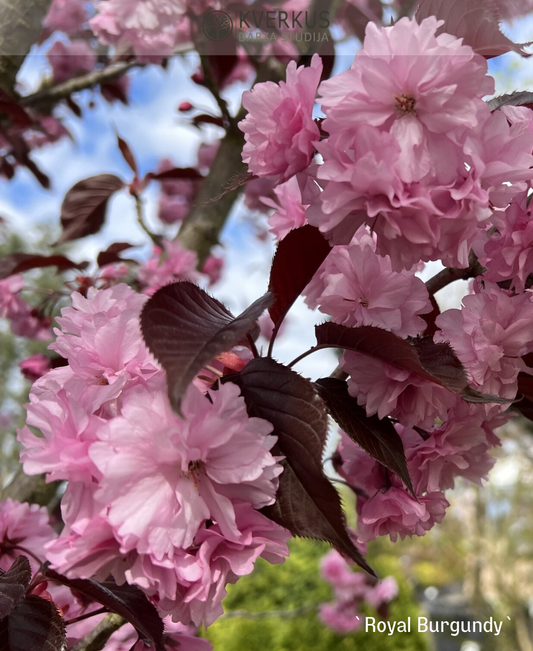 Sakura "Royal Burgundy"