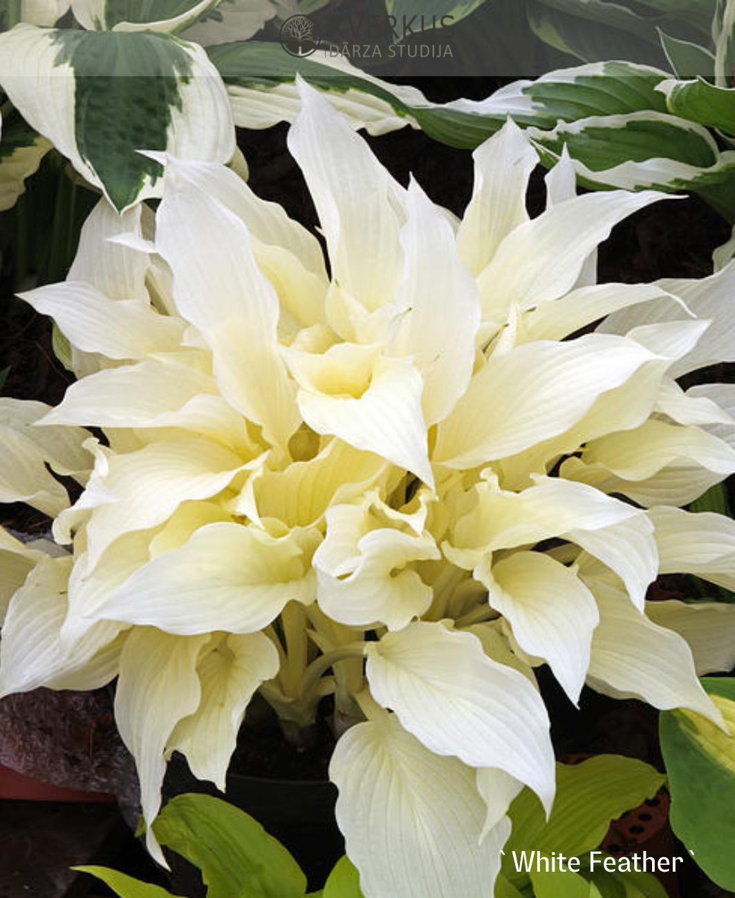 Hosta "White Feather"