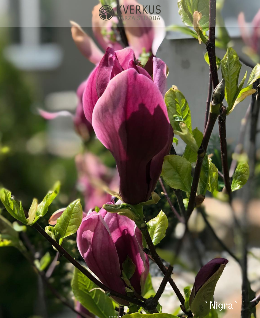 Magnolija Lilijziedu "Nigra"