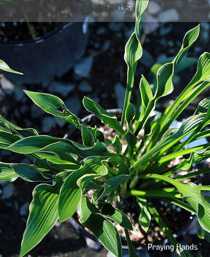 Hosta "Praying Hands"