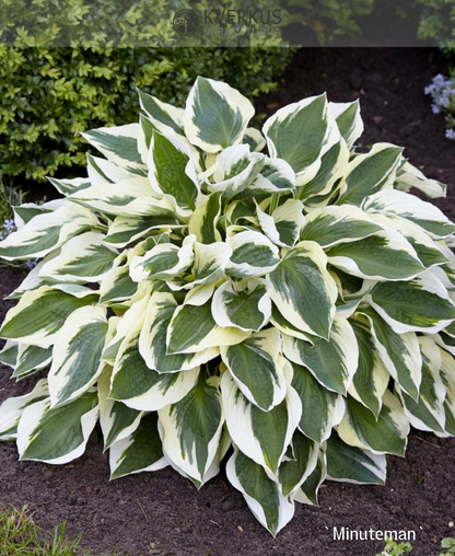 Hosta "Minuteman"