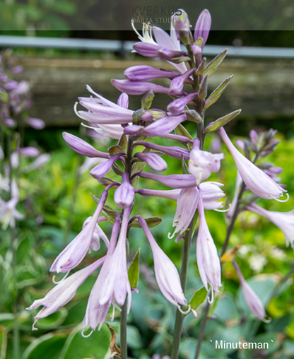 Hosta "Minuteman"