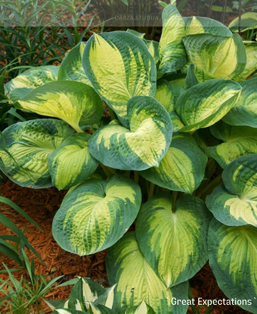 Hosta Zībolda "Great Expectations"