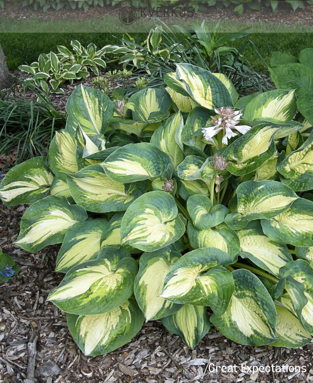 Hosta Zībolda "Great Expectations"