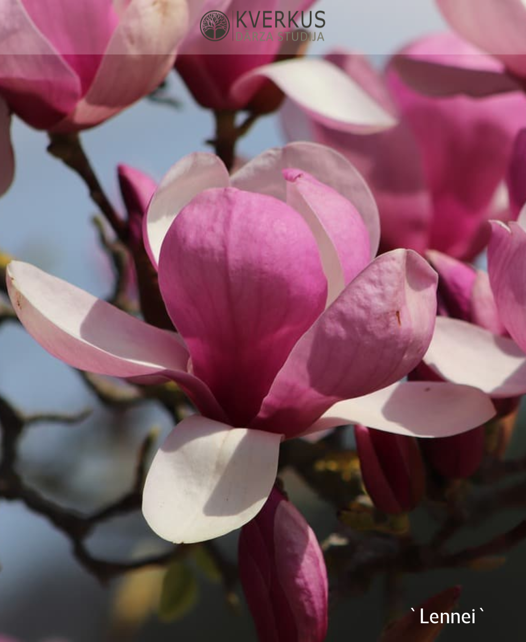 Magnolija Sulanža "Lennei"